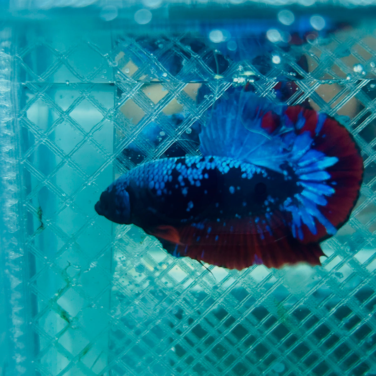 Plakat Avatar Nebula Male Betta #088