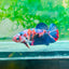 Plakat Red Koi Galaxy Female Betta #170