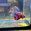 Purple Red Galaxy Halfmoon - Male Betta  037