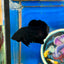 Super Black Plakat - Male Betta 100