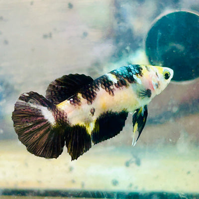 Yellow Bumble Bee Koi Female Betta #158