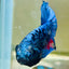 Plakat Avarta Nebula Male Betta #Ma29