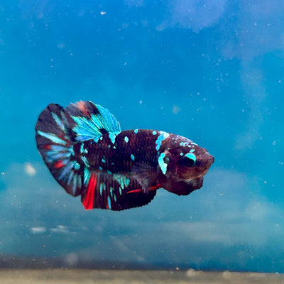 Avarta Nebula Plakat - Male Betta 148