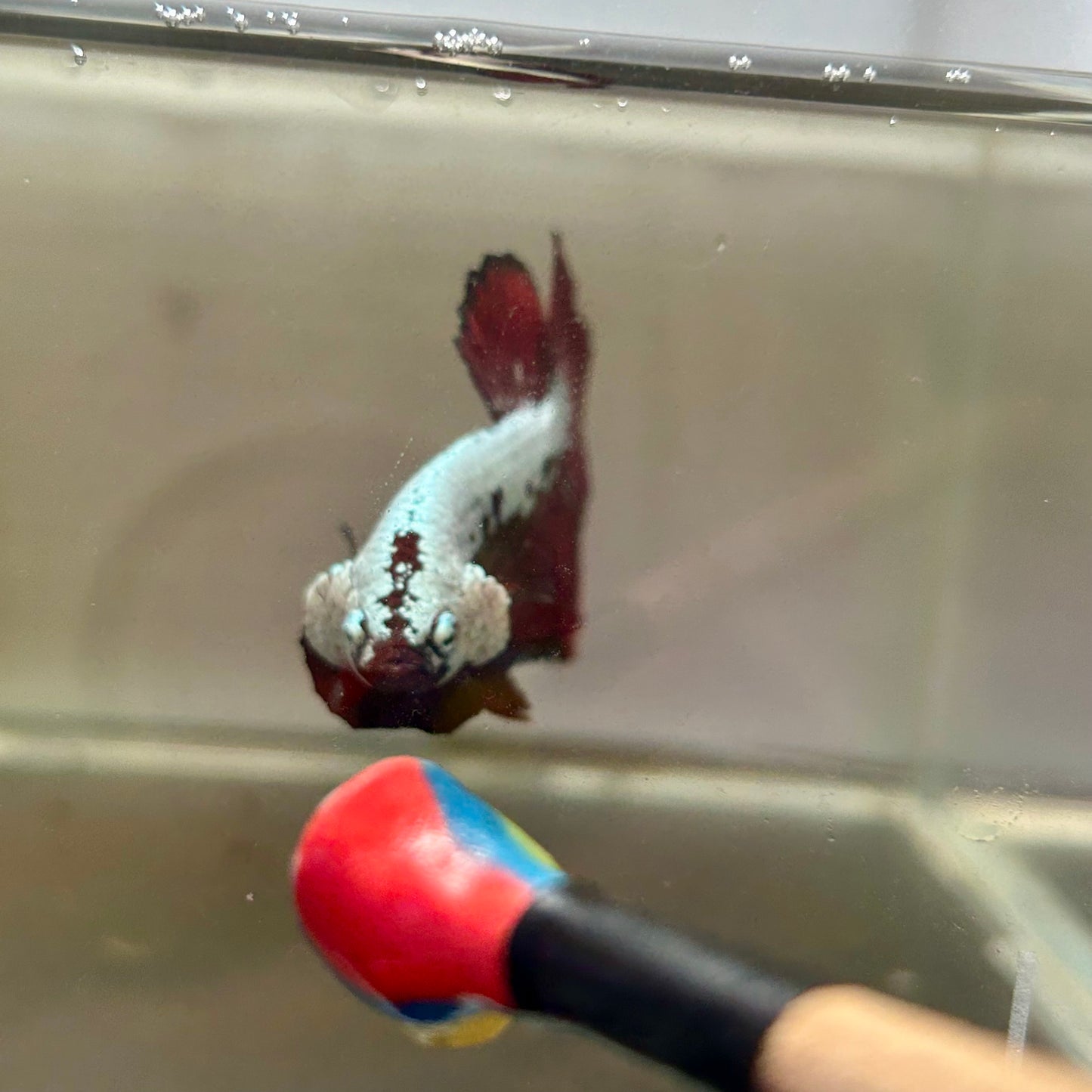 Blood Samurai Plakat - Male betta 185