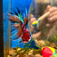 Multicolor Koi Crowntail - Male Betta 072