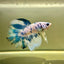 Blue Marble Halfmoon - Male Betta 027