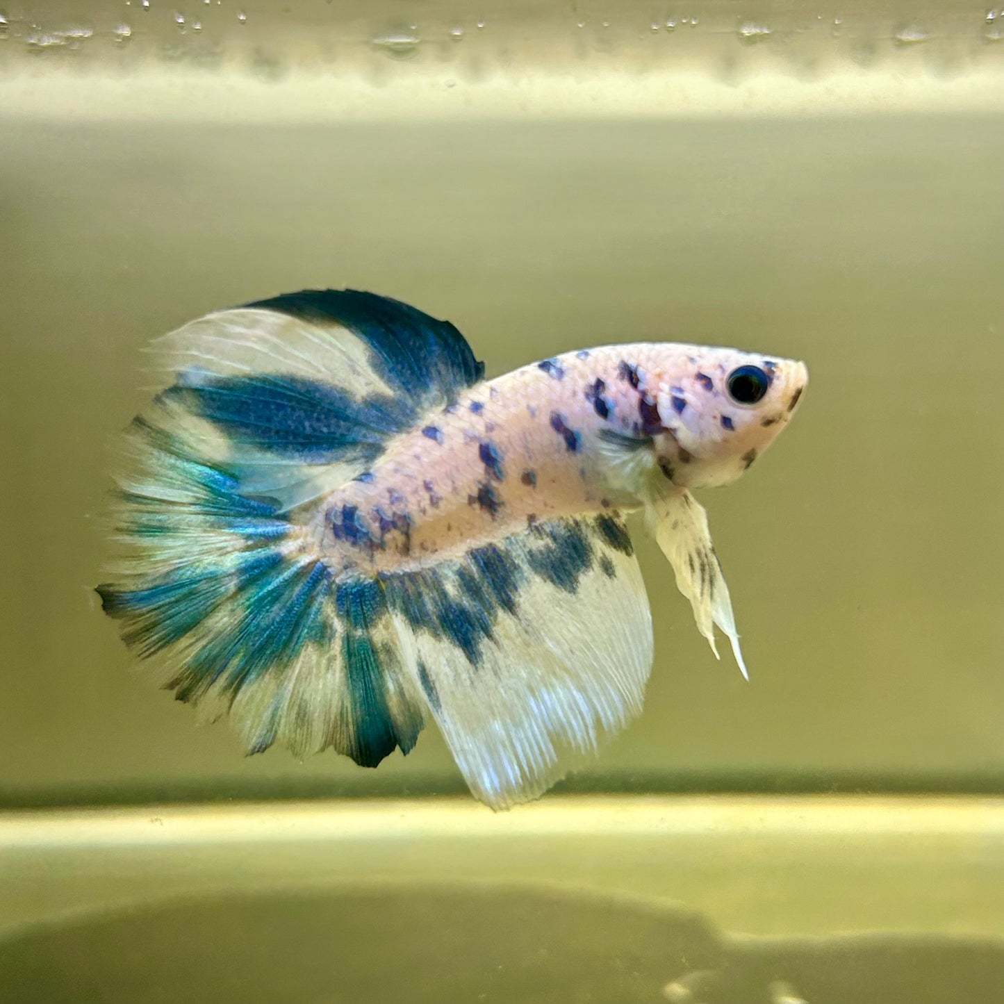 Blue Marble Halfmoon - Male Betta 027