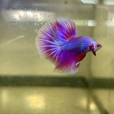 Purple Pink Halfmoon - Male Betta 144