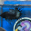 Black Orchid King Crowntail - Male Betta 028