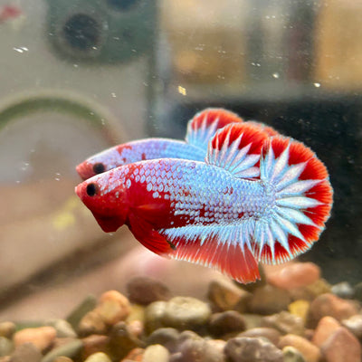 Red Fancy Copper Plakat - Male Betta 120