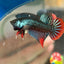 Wild Imbellis Grey - Male Betta 033