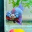 Plakat Purple Pink Male Betta #M136