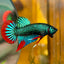 Wild Imbellis Green - Male Betta 056