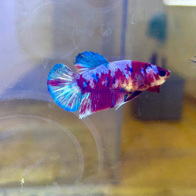 Red Koi Barongsai Plakat - Female Betta 118