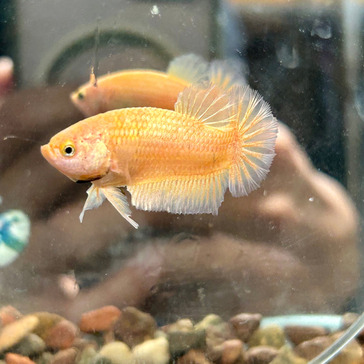 Gold Vanda Plakat - Female Betta 150