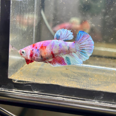 Yellow Pineapple Feather Tail - Female betta 040