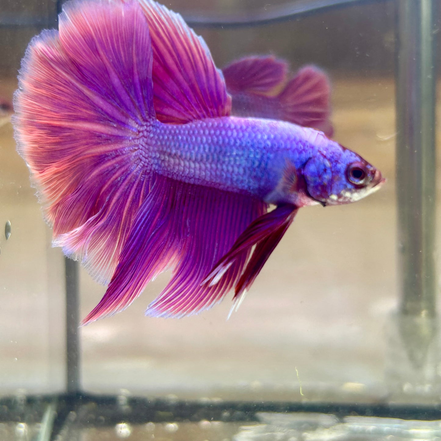 Purple Pink Halfmoon - Male Betta  117