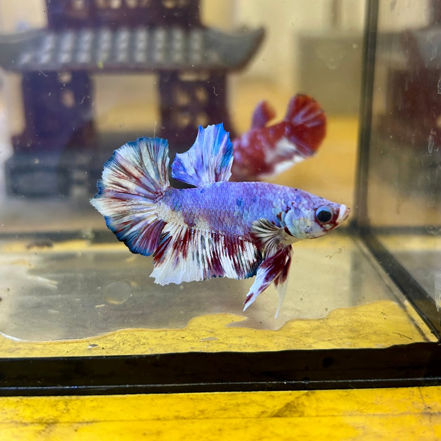 Red Snow Barongsai Plakat - Male Betta 064