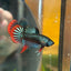 Wild Imbellis Grey - Male Betta 033