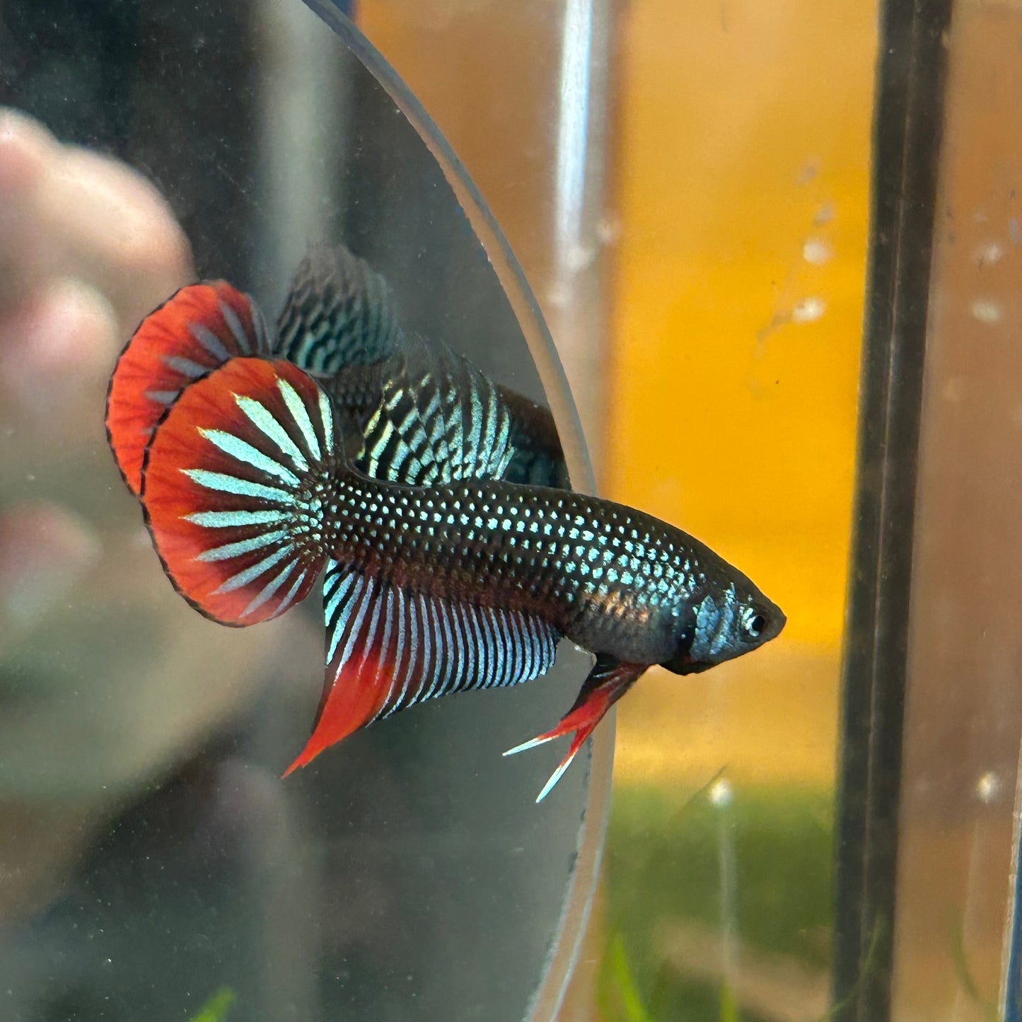 Wild Imbellis Grey - Male Betta 033