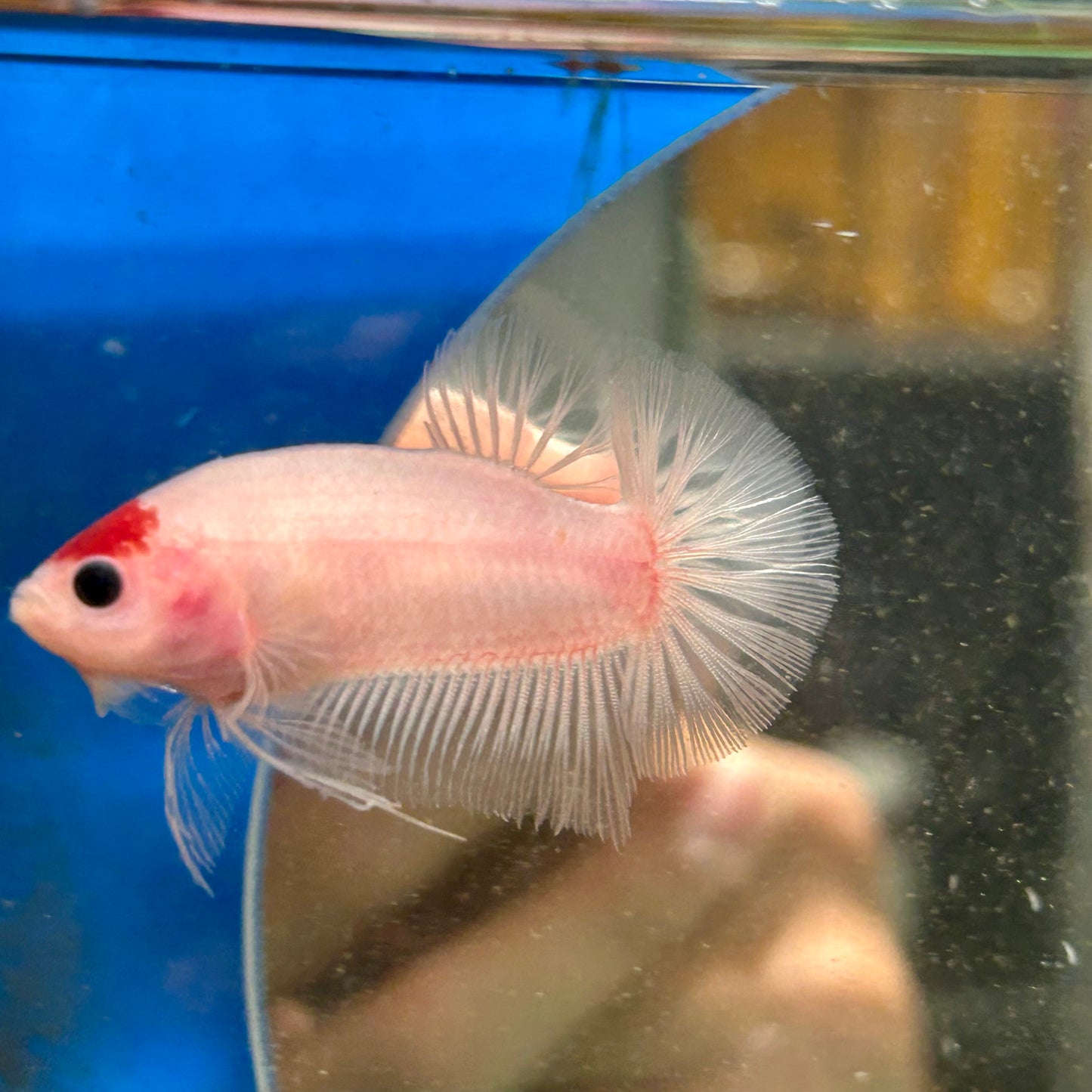 Koi Tancho Plakat - Male Betta 016