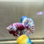 Red Snow Barongsai Plakat - Male Betta 173