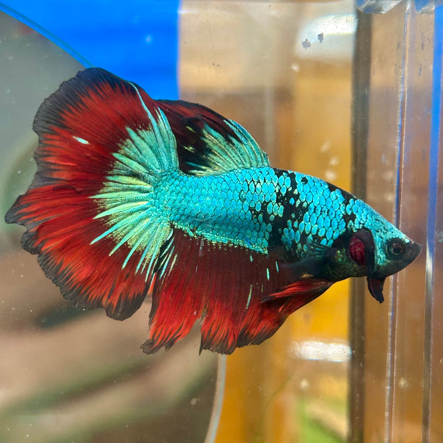 Avarta Vampire Halfmoon - Male Betta 013