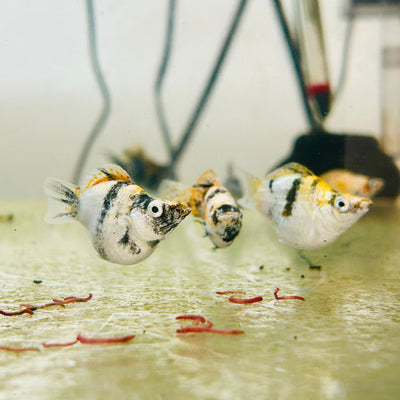 White Tiger Balloon Molly Fish