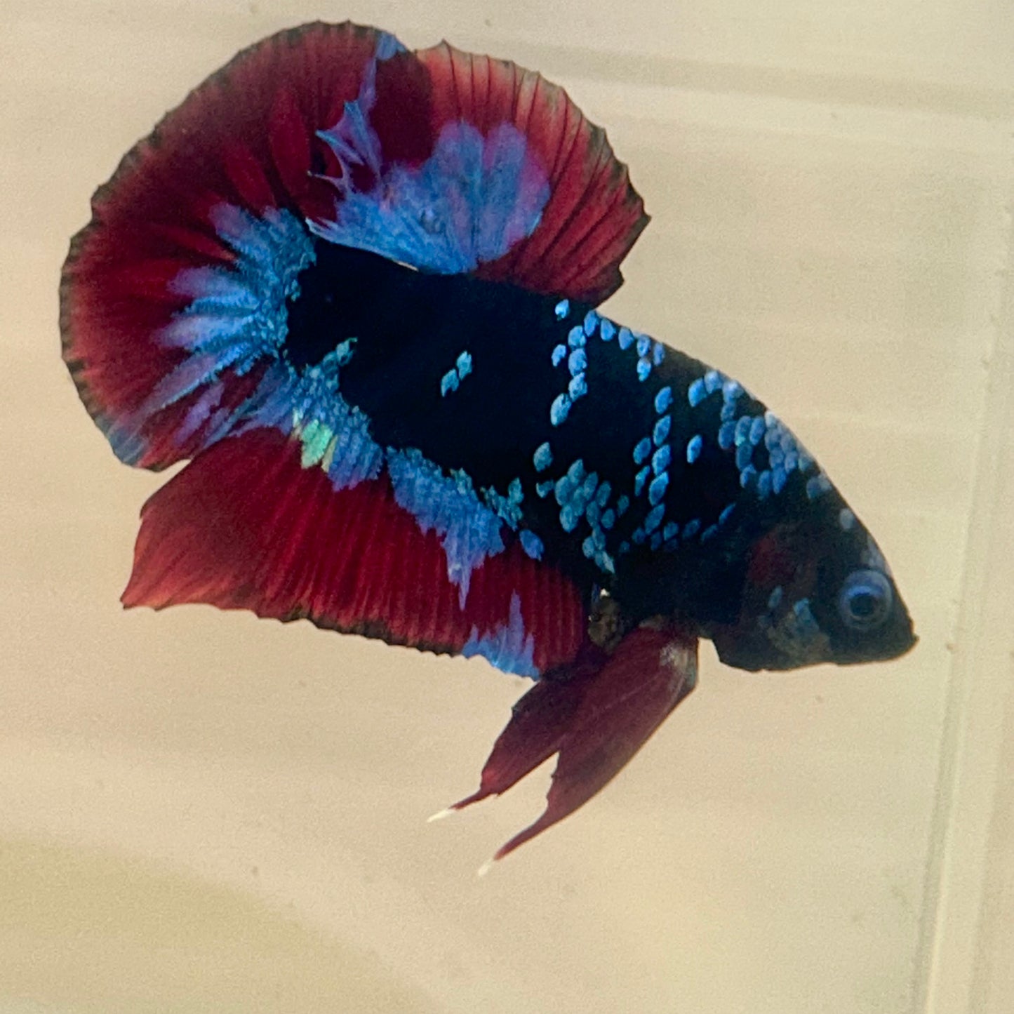 Nebula Blue Avarta Plakat - Male Betta 137