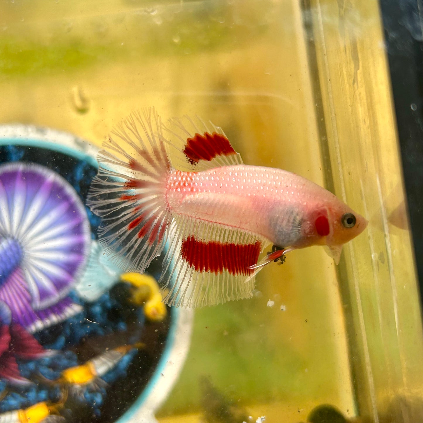 Red Tancho Halfmoon - Male Betta 108