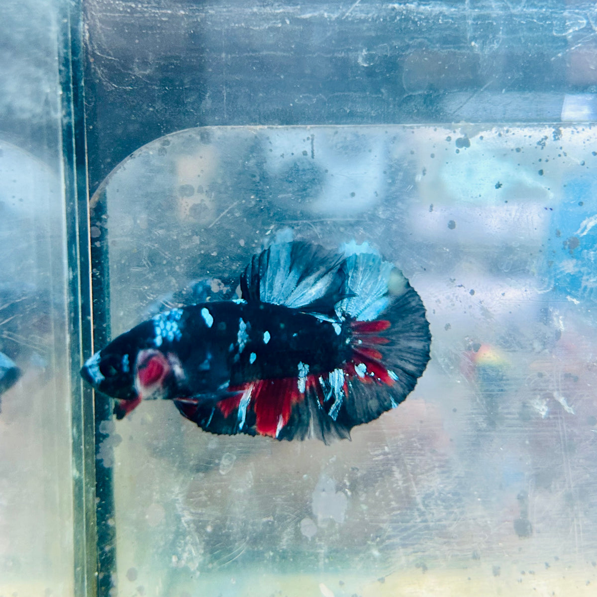 Plakat Avatar Nebula Male Betta #Au29