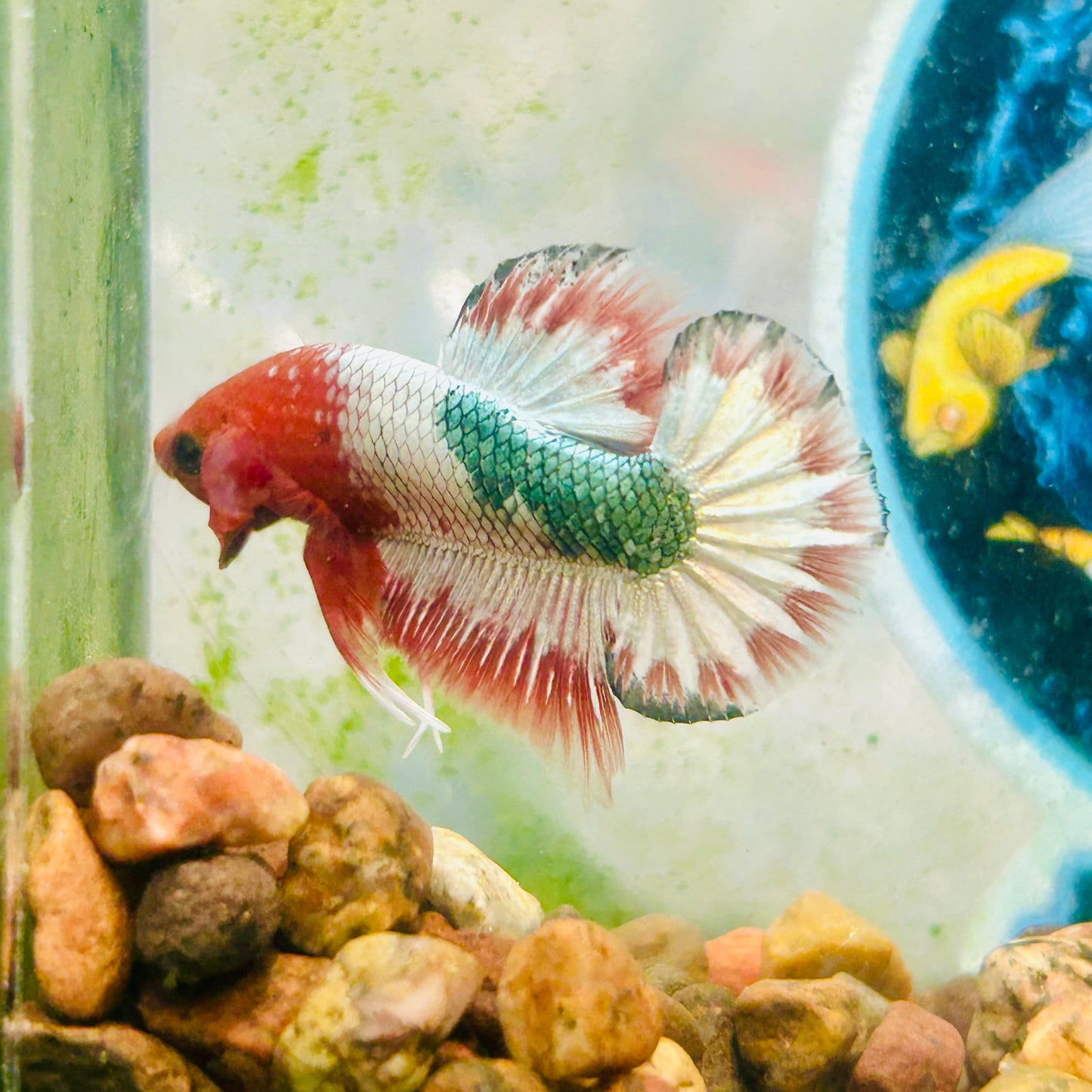Orange Fancy Copper FCCP - Male Betta 199