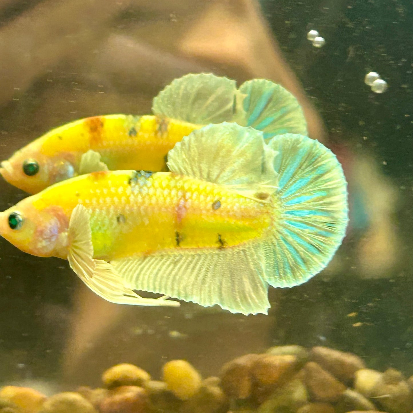 Dumbo Koi Neon Plakat - Male Betta 112