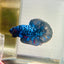Plakat Avarta Nebula Male Betta #M107