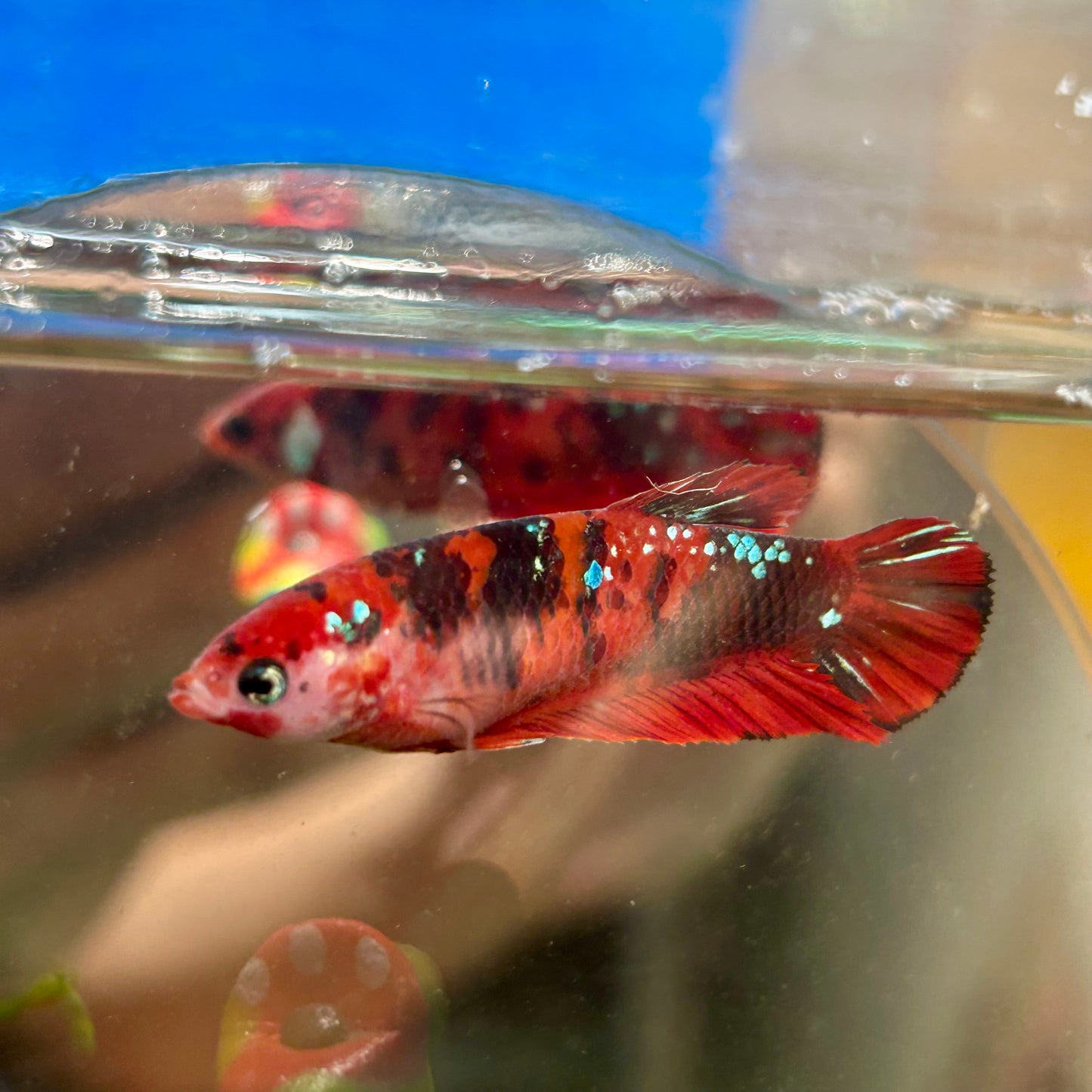 Koi Red Galaxy Plakat - Female Betta 112