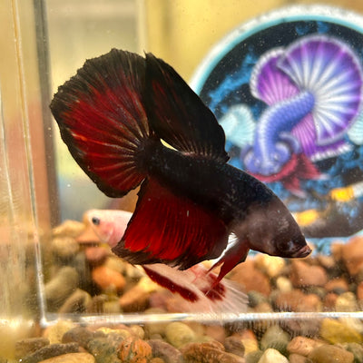 Avarta Vampire Halfmoon - Male Betta 067