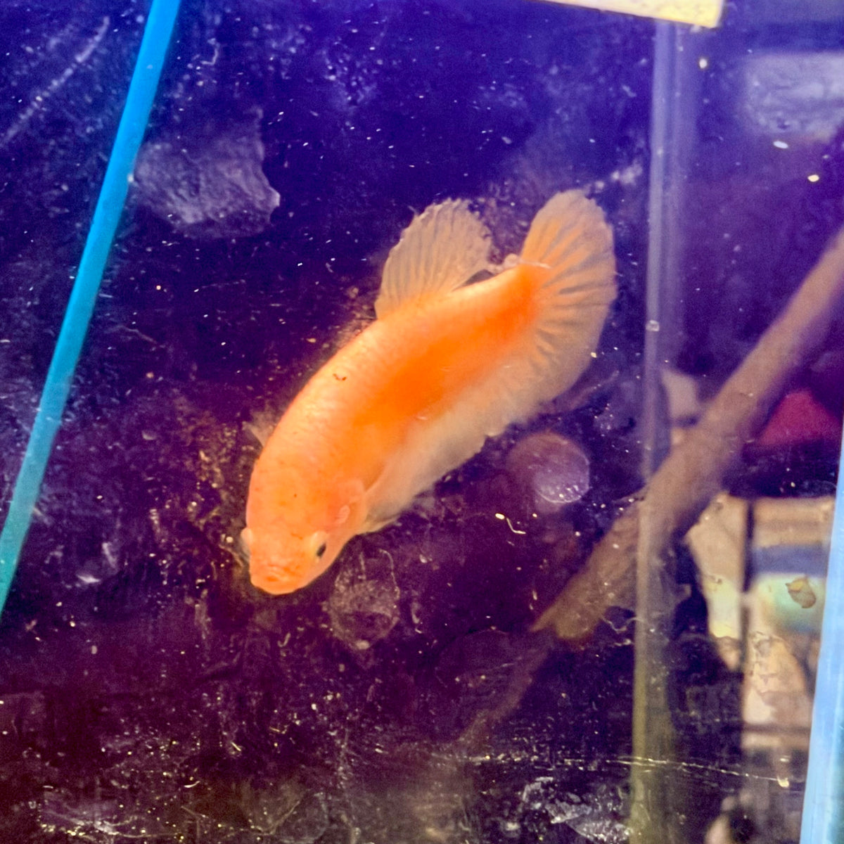 Plakat Gold Pastel Female Betta