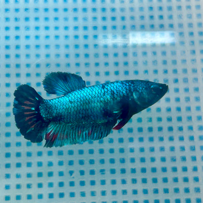 Betta Female Plakat Avarta Blue #180