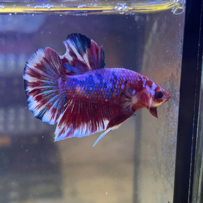 Red Barongsai Plakat - Male Betta 071