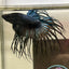 Black Orchid Crowntail - Male Betta 074