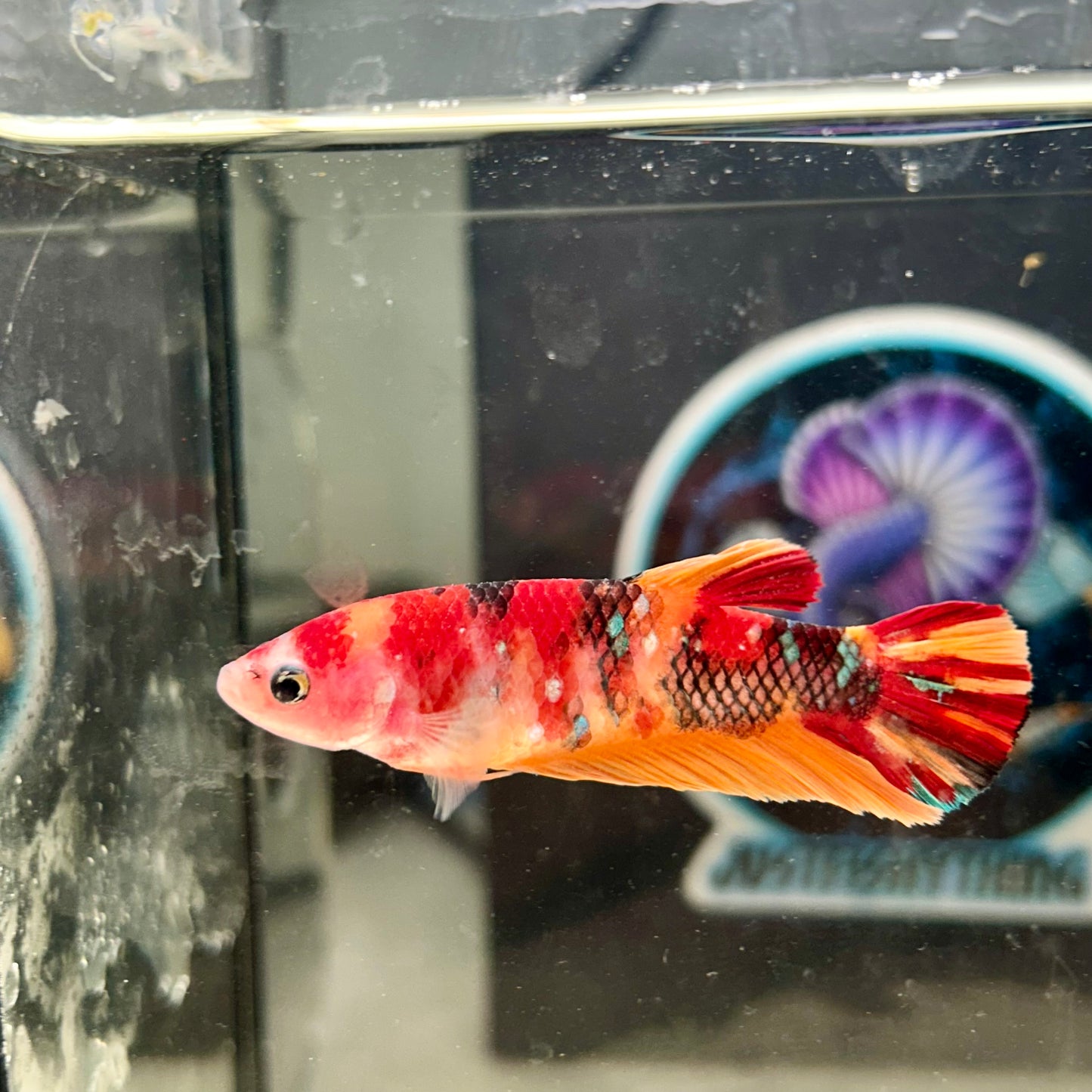 Giant Koi Multicolor Galaxy Plakat - Female Betta 089 BO 4.5cm