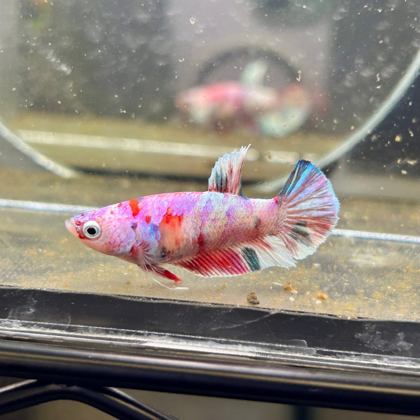 Yellow Pineapple Feather Tail - Female betta 040