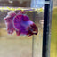 Purple Pink Plakat- Male Betta PM2