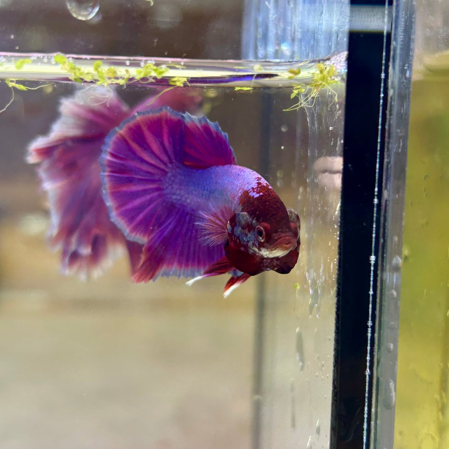 Purple Pink Plakat- Male Betta PM2