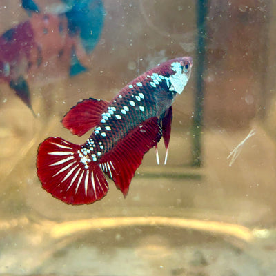 Red Mamba Plakat - Male Betta 179