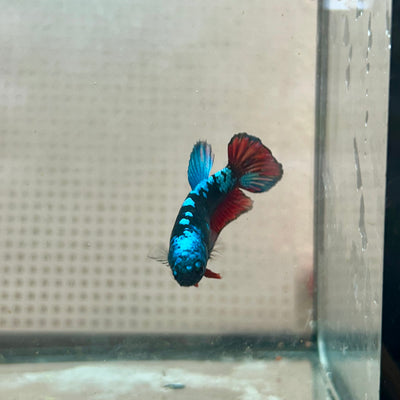 Plakat Female Betta Black Blue Avarta #79