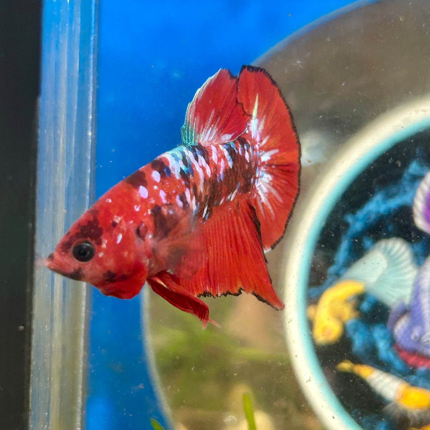 Red Koi Galaxy Plakat - Male Betta 078