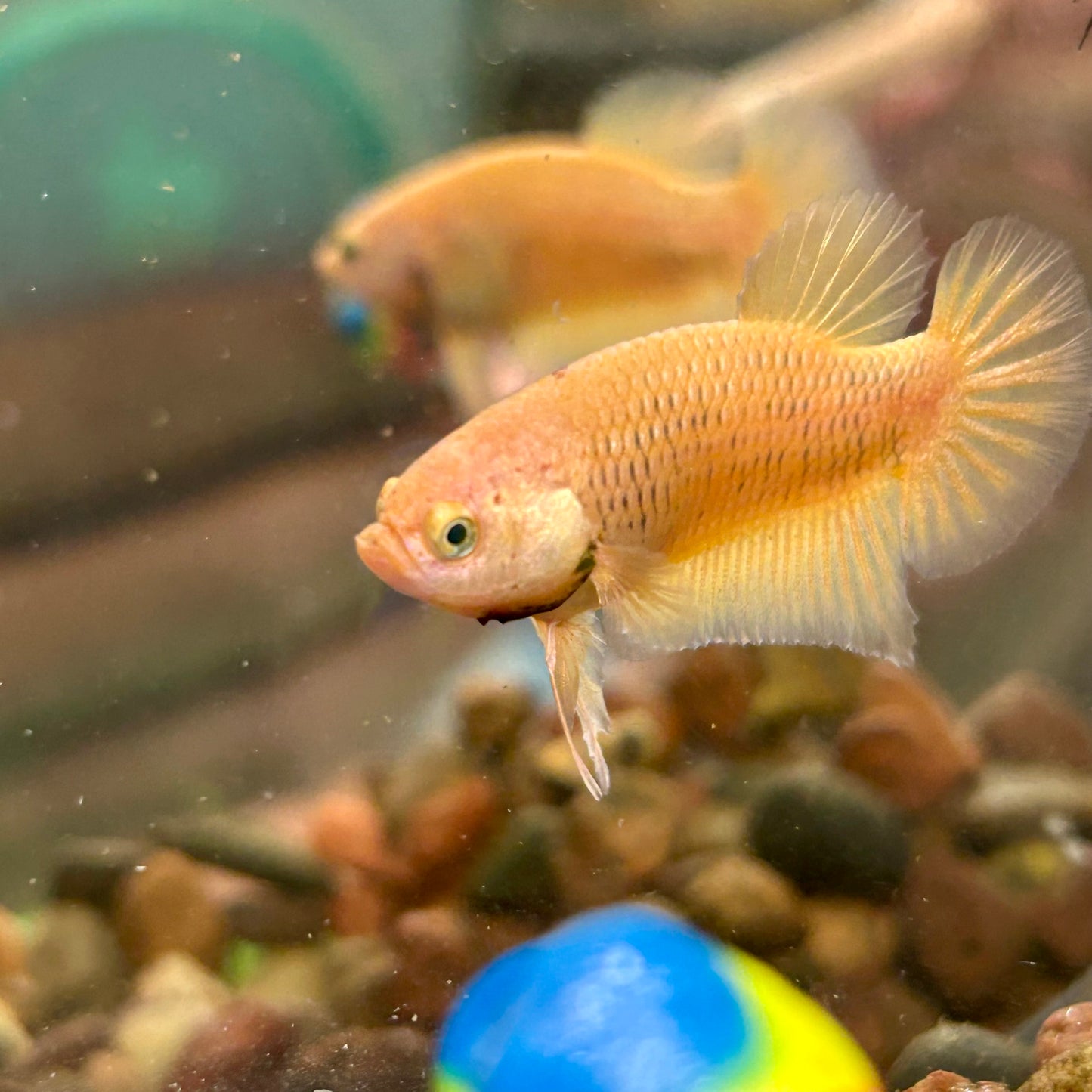 Gold Vanda Plakat - Male Betta 035