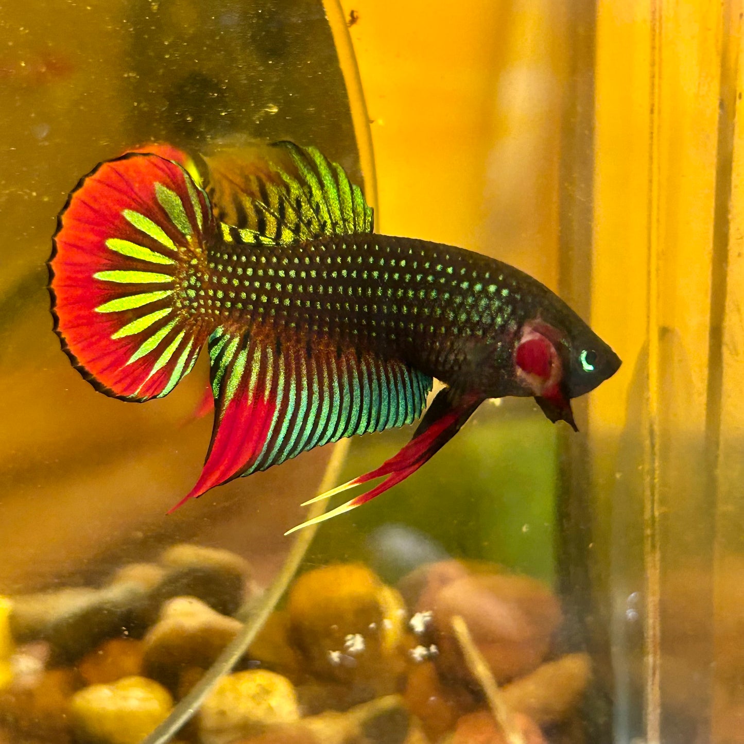 Wild Imbellis Green - Male Betta 010