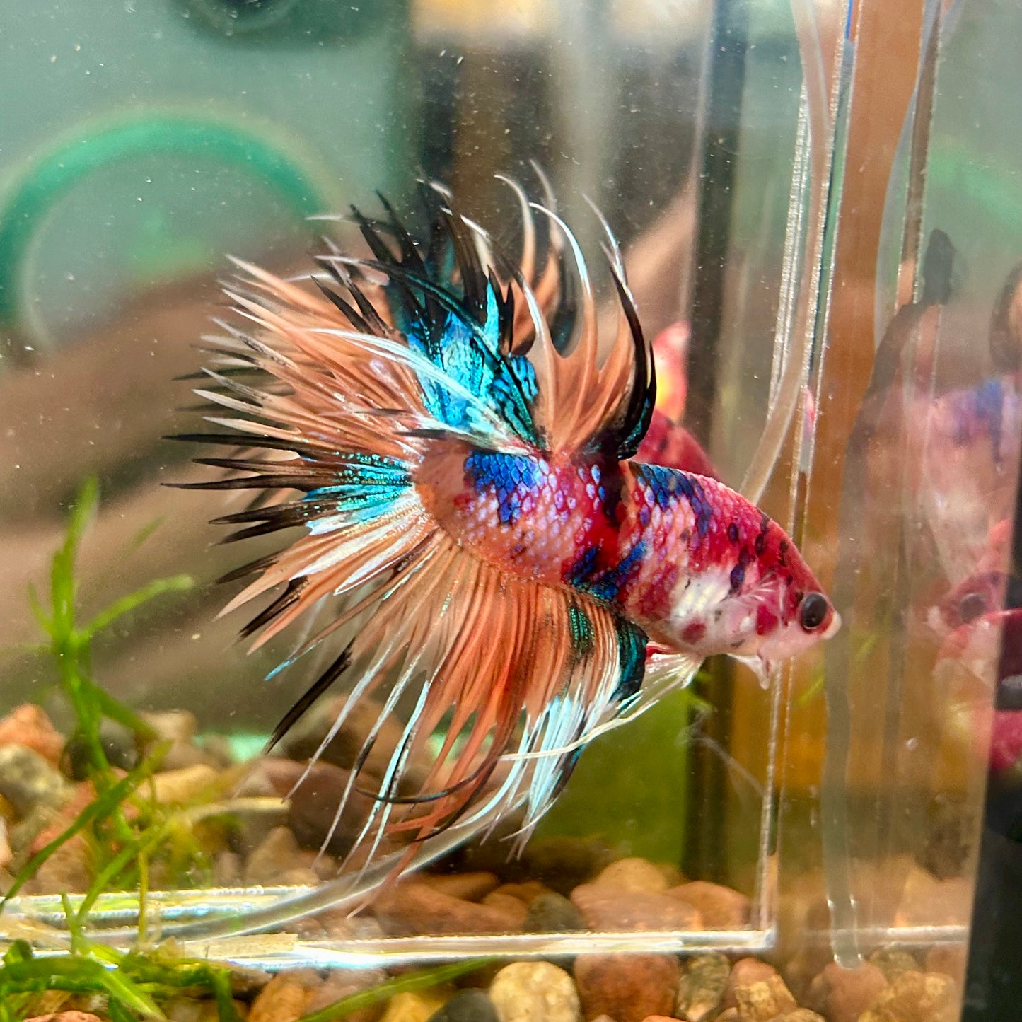 Multicolor Koi Crowntail - Male Betta 072